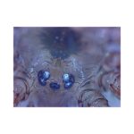 Omegon-DigitalView-USB handheld microscope-2
