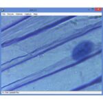Omegon-Microscoop-MonoView-MicroStar-achromat-1280x-LED