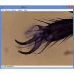 Omegon-Microscoop-MonoView-MicroStar-achromat-1280x-LED-3