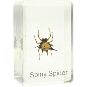 Omegon Duurpreparaat Gasteracantha